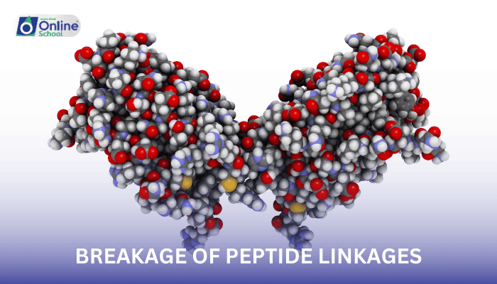 Lesson 15: Synthesis and Breakage of Peptide Linkages